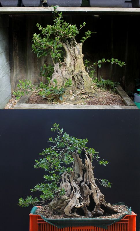 privet bonsai